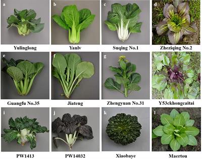 SSR marker based analysis for identification and of genetic diversity of non-heading Chinese cabbage varieties